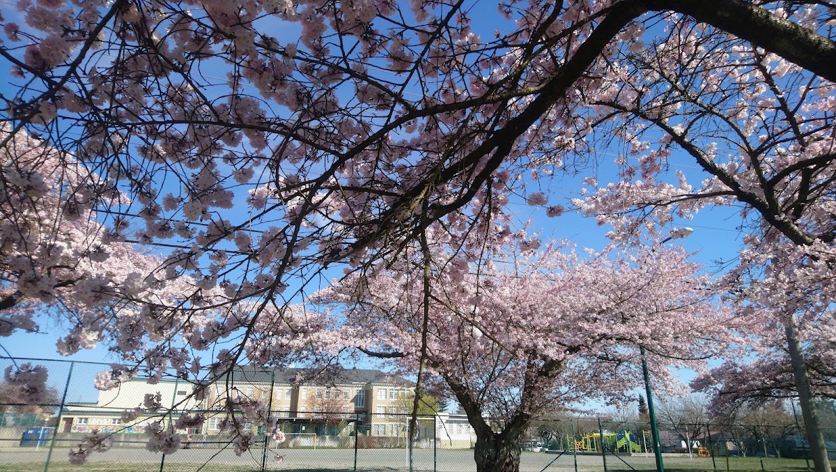 Baseball diamond #2 - Columbia Park