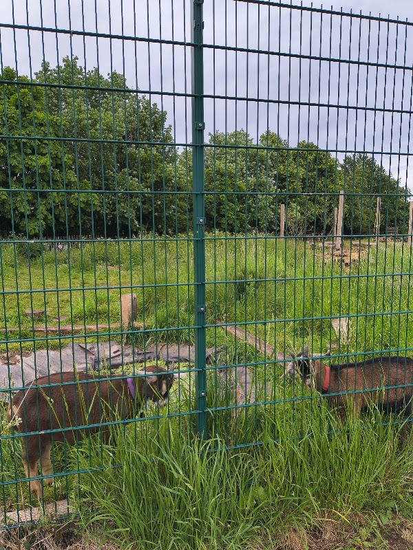 Football pitch - Packers Field